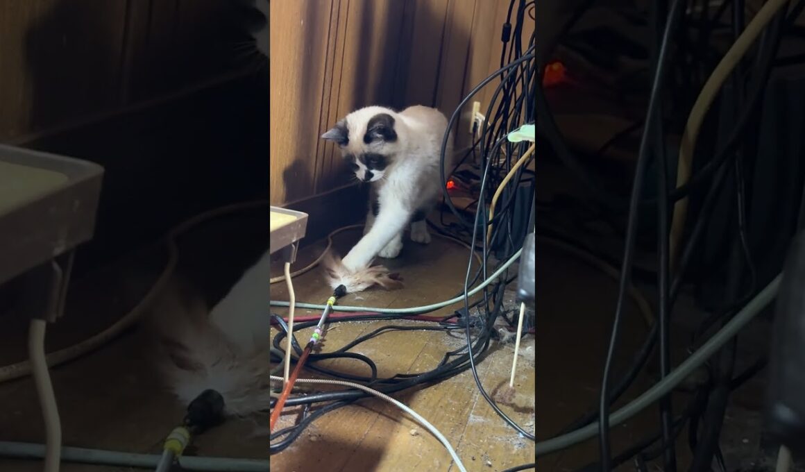 シャムの子ねこパンダくん。床に、羽つきネコジャラシを置いたよ