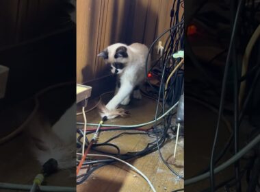 シャムの子ねこパンダくん。床に、羽つきネコジャラシを置いたよ