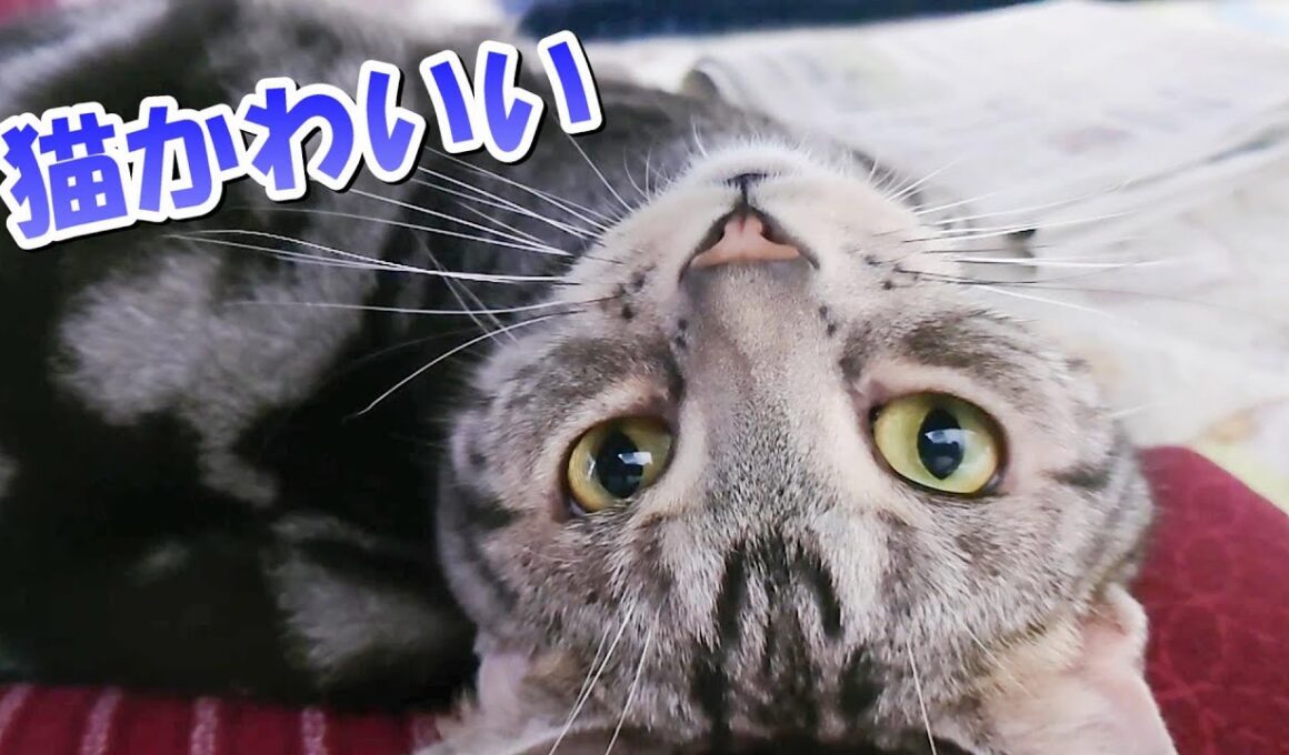 猫さんはかわいいな！ゆっくり猫観察（アメリカンショートヘア）