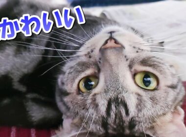 猫さんはかわいいな！ゆっくり猫観察（アメリカンショートヘア）