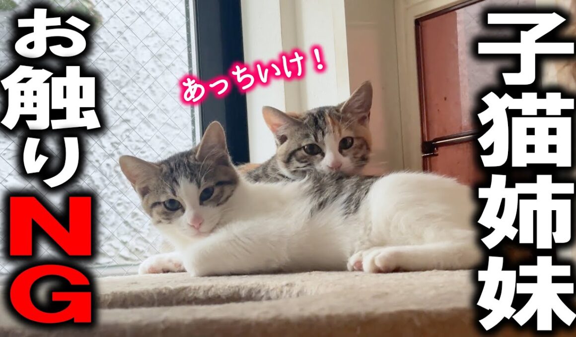 今日も保護子猫に避けられる主です。