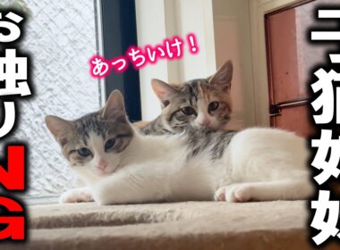今日も保護子猫に避けられる主です。