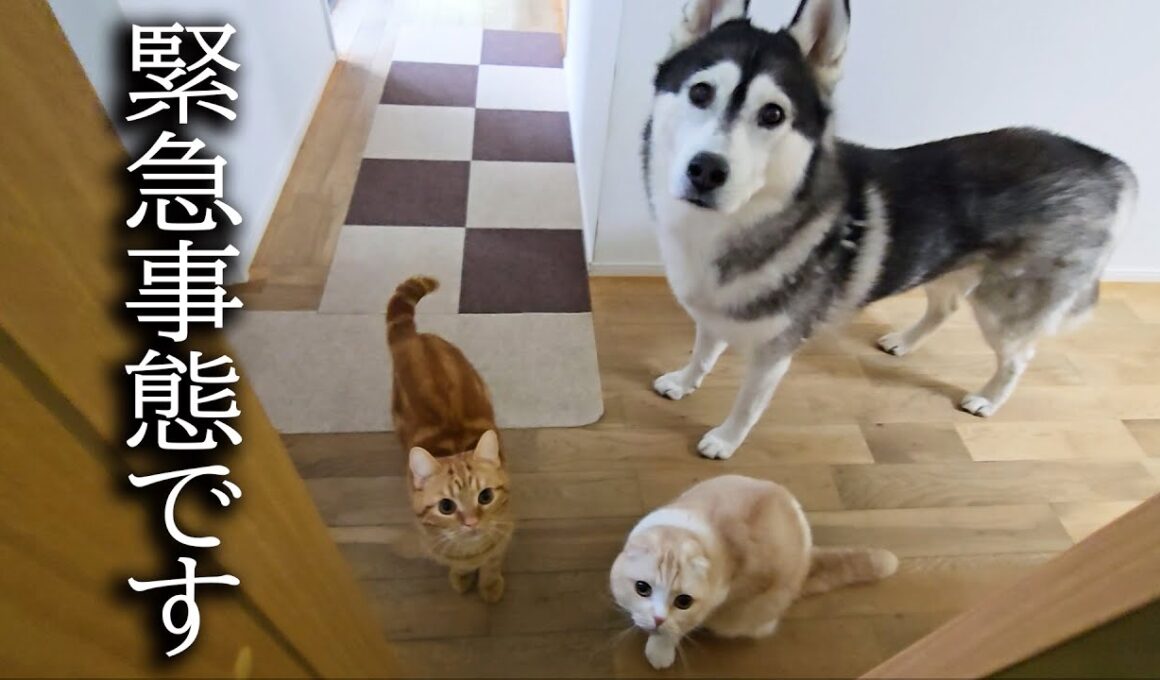 階段が怖くて降りれない犬を助ける子猫がこちらです...