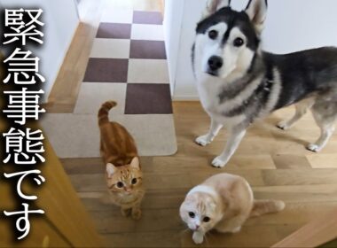 階段が怖くて降りれない犬を助ける子猫がこちらです...