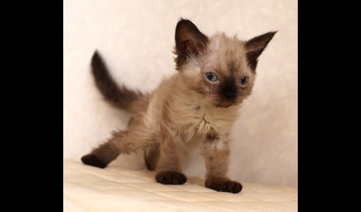 セルカークレックス子猫　Selkirk Rex　2025.９.26産まれ　シールポイント　巻き毛　女の子　シーダキャット猫のお店