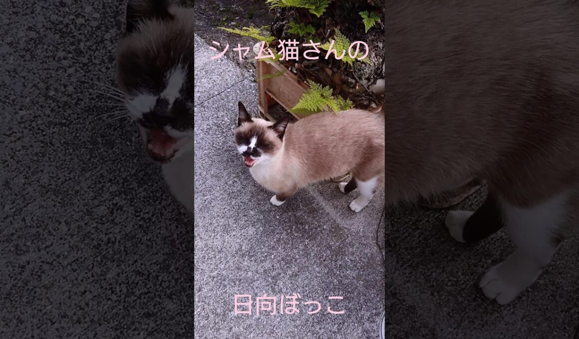 シャム猫さんの日向ぼっこ動画#猫#ねこ#cat#シャム猫#Shorts