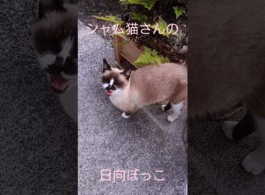 シャム猫さんの日向ぼっこ動画#猫#ねこ#cat#シャム猫#Shorts