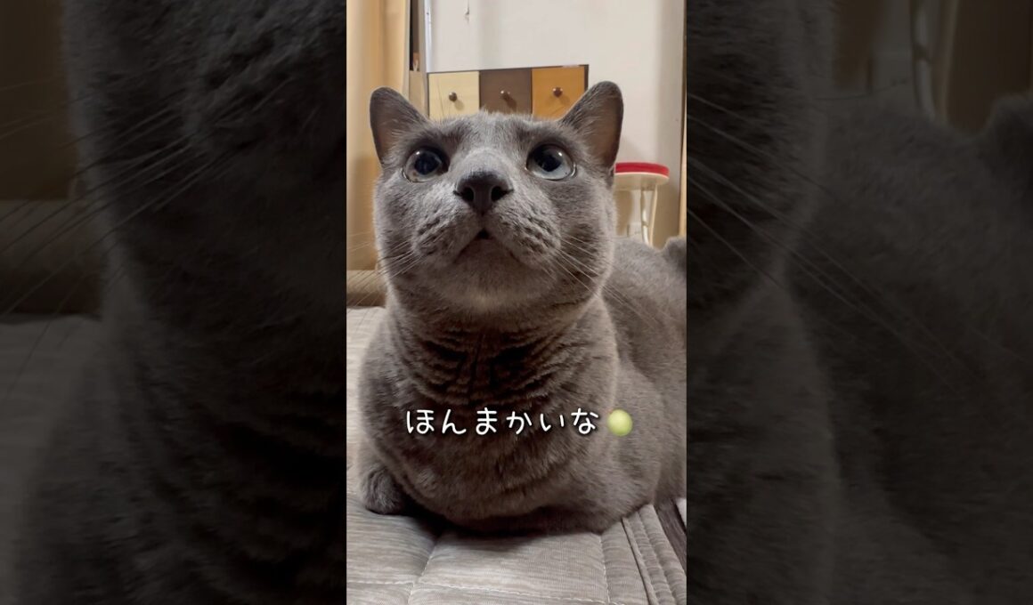 【ロシアンブルー】めろん連日のお留守番に...微妙な表情🫢【猫】#shorts