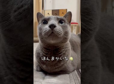 【ロシアンブルー】めろん連日のお留守番に...微妙な表情🫢【猫】#shorts