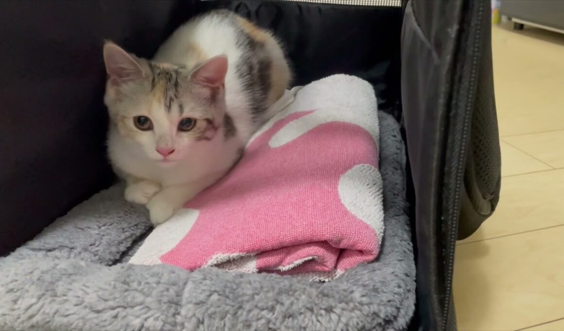 #1【長足マンチカン】我が家に子猫がやってきた！！