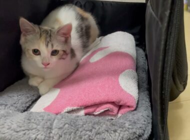 #1【長足マンチカン】我が家に子猫がやってきた！！