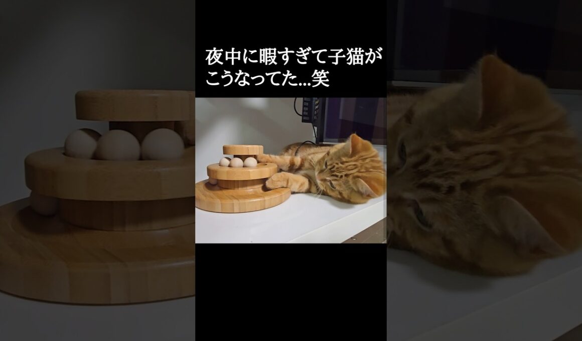 夜中に暇すぎて子猫がこうなってた...笑#shorts