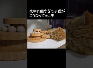 夜中に暇すぎて子猫がこうなってた...笑#shorts