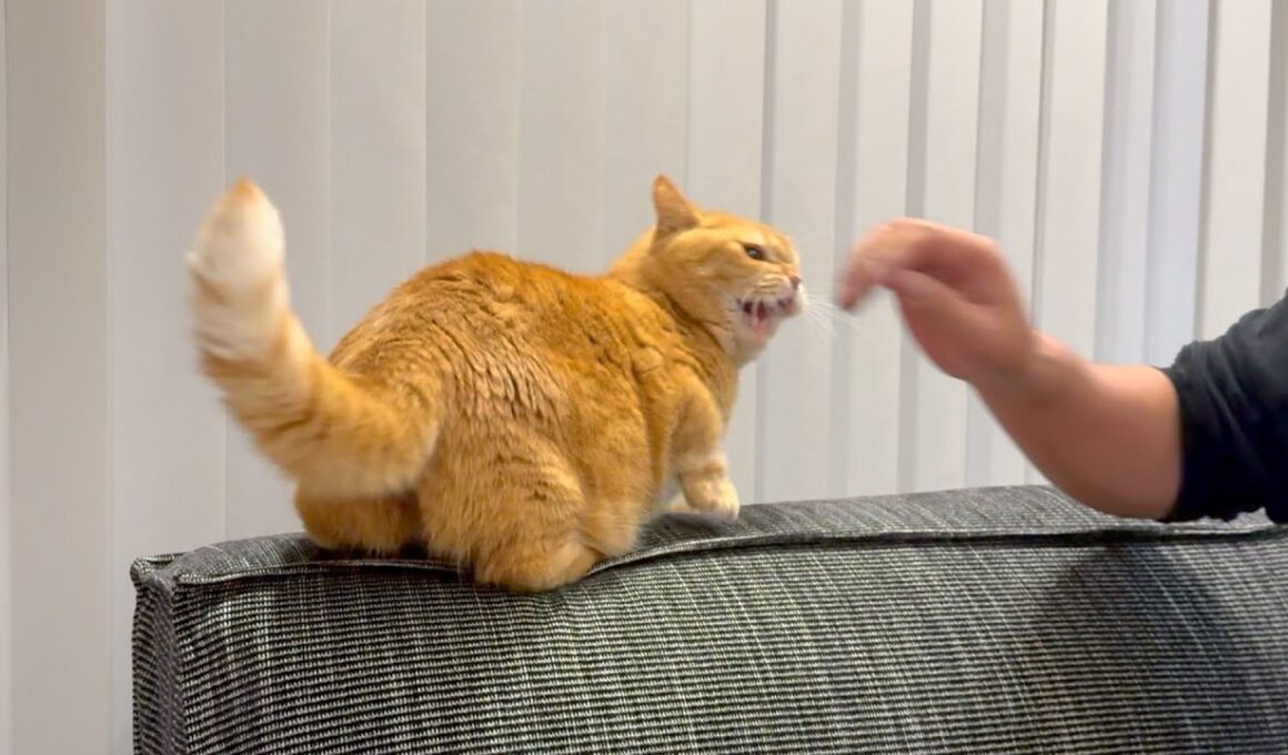 高頻度で遊びにくる友人へのプリンの対応が•・•。