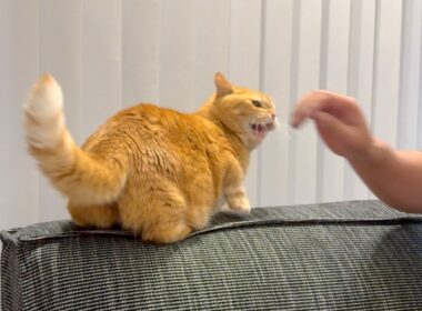 高頻度で遊びにくる友人へのプリンの対応が•・•。