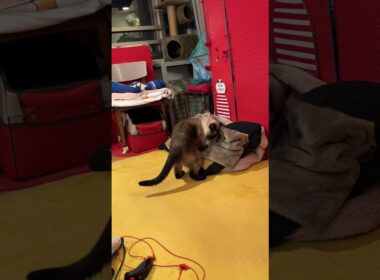 同居猫を急にガウガウしに行くたぬき猫なのにゃ♪ #cat #トンキニーズ#たぬき猫#tonkinese