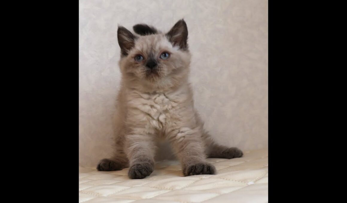 セルカークレックス子猫　Selkirk Rex　2025.９.26産まれ　ブルーポイント　巻き毛　女の子　シーダキャット猫のお店