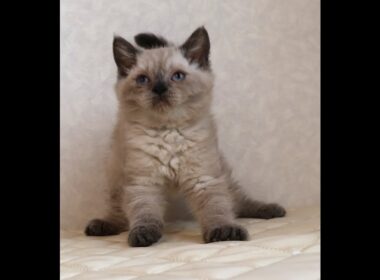 セルカークレックス子猫　Selkirk Rex　2025.９.26産まれ　ブルーポイント　巻き毛　女の子　シーダキャット猫のお店