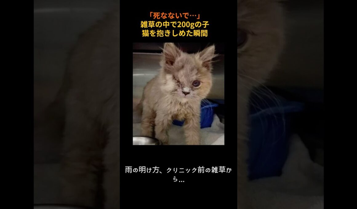 「死なないで…」雑草の中で200gの子猫を抱きしめた瞬間#子猫レスキュー #片目猫 #レミの奇跡 #号泣救出 #200gの赤ちゃん #捨て猫救出#猫動画 #ねこすたぐらむ #奇跡の笑顔