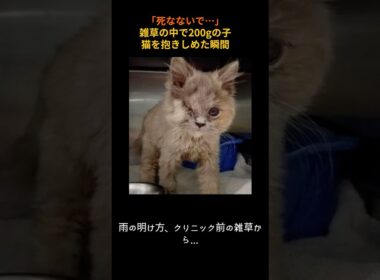 「死なないで…」雑草の中で200gの子猫を抱きしめた瞬間#子猫レスキュー #片目猫 #レミの奇跡 #号泣救出 #200gの赤ちゃん #捨て猫救出#猫動画 #ねこすたぐらむ #奇跡の笑顔