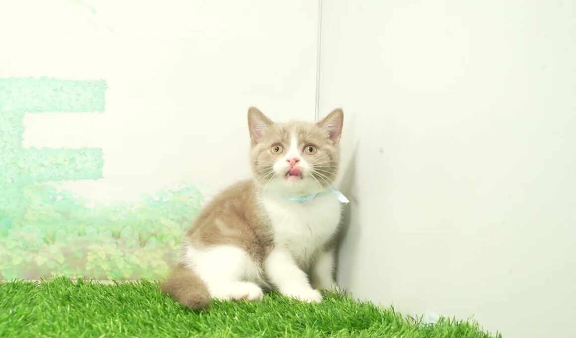 ペットショップcoo&riku No.00740188 ブリティッシュショートヘアー