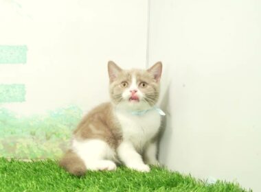 ペットショップcoo&riku No.00740188 ブリティッシュショートヘアー