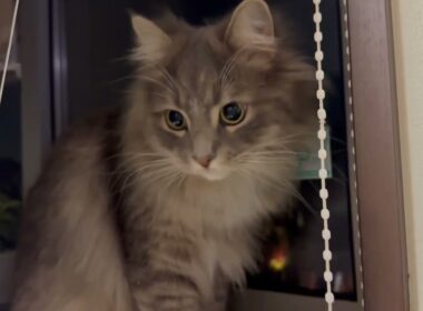 無防備猫と隠れん坊猫　ラガマフィン　サイベリアンA defenseless cat and a hide-and-seek cat. Ragamuffin. Siberian