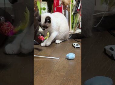 シャムの子ねこパンダくん。吊るしてある金魚のネコジャラシを、おしとやかに遊ぶ