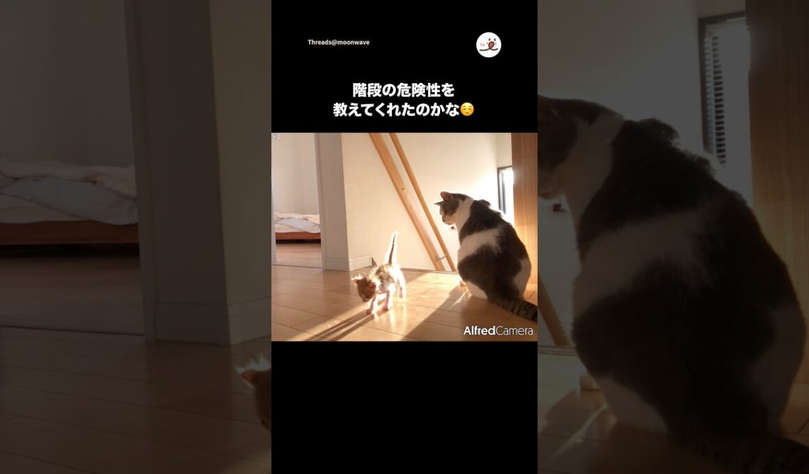 子猫を守って偉い🥺👏｜PECO