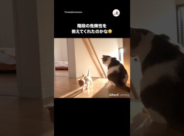 子猫を守って偉い🥺👏｜PECO