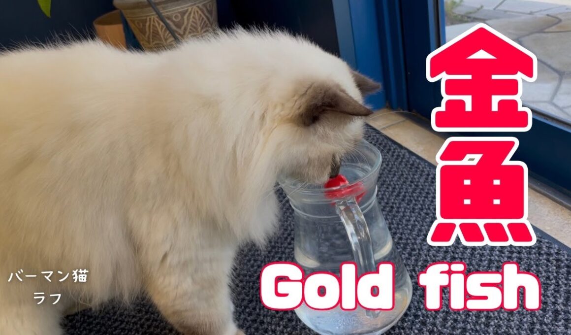 バーマン猫ラフ【金魚】Gold fish（バーマン猫）Birman/Cat