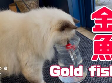 バーマン猫ラフ【金魚】Gold fish（バーマン猫）Birman/Cat