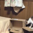 DIYキャットタワーで遊ぶシャムの子ねこパンダと雫。パンダ、ジャンプの後、段ボール箱の後ろに隠れたら、三毛猫ミックス「隠れるな」と怒りまくる