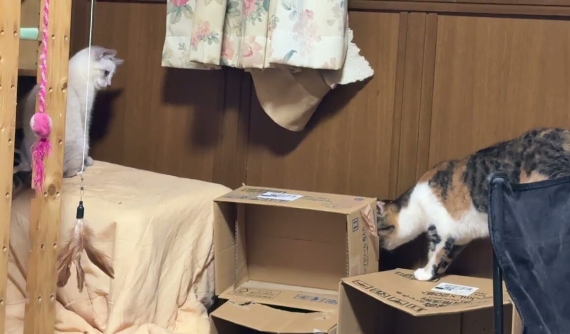 DIYキャットタワーで遊ぶシャムの子ねこパンダと雫。パンダ、ジャンプの後、段ボール箱の後ろに隠れたら、三毛猫ミックス「隠れるな」と怒りまくる