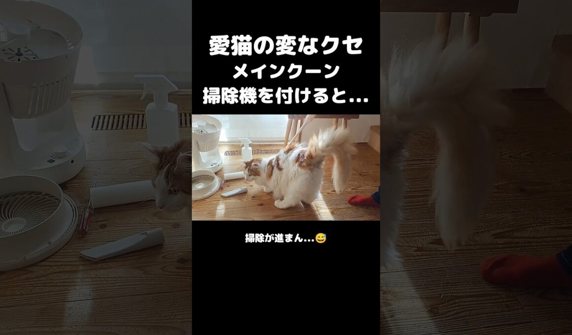 今日のセテさん #メインクーン #ノルウェージャンフォレストキャット #大型猫 #猫のいる暮らし #shorts #cat #mainecoon #catshorts​