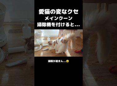 今日のセテさん #メインクーン #ノルウェージャンフォレストキャット #大型猫 #猫のいる暮らし #shorts #cat #mainecoon #catshorts​