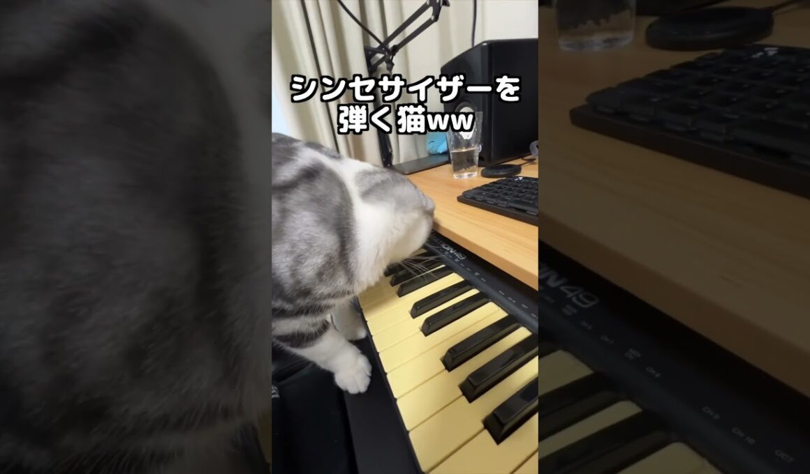 シンセサイザーを弾く猫ww #猫 #アメリカンショートヘアー #アメショ #猫のいる暮らし #cat #americanshorthair #shorts