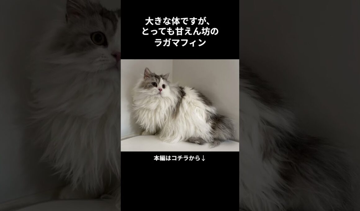 もっと知りたい！ラガマフィン #shorts #shortvideo #short #cat #animals #猫 #ねこ #雑学 #動物 #猫のいる暮らし #ラガマフィン #猫動画