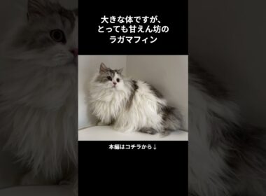 もっと知りたい！ラガマフィン #shorts #shortvideo #short #cat #animals #猫 #ねこ #雑学 #動物 #猫のいる暮らし #ラガマフィン #猫動画