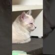 さっき、三毛猫ミックスに怒られた新入りシャムの子ねこパンダ「キジシロのルル、妹の雫は、怒ったりしないけど」早く、仲良くなってね。と願うウp主