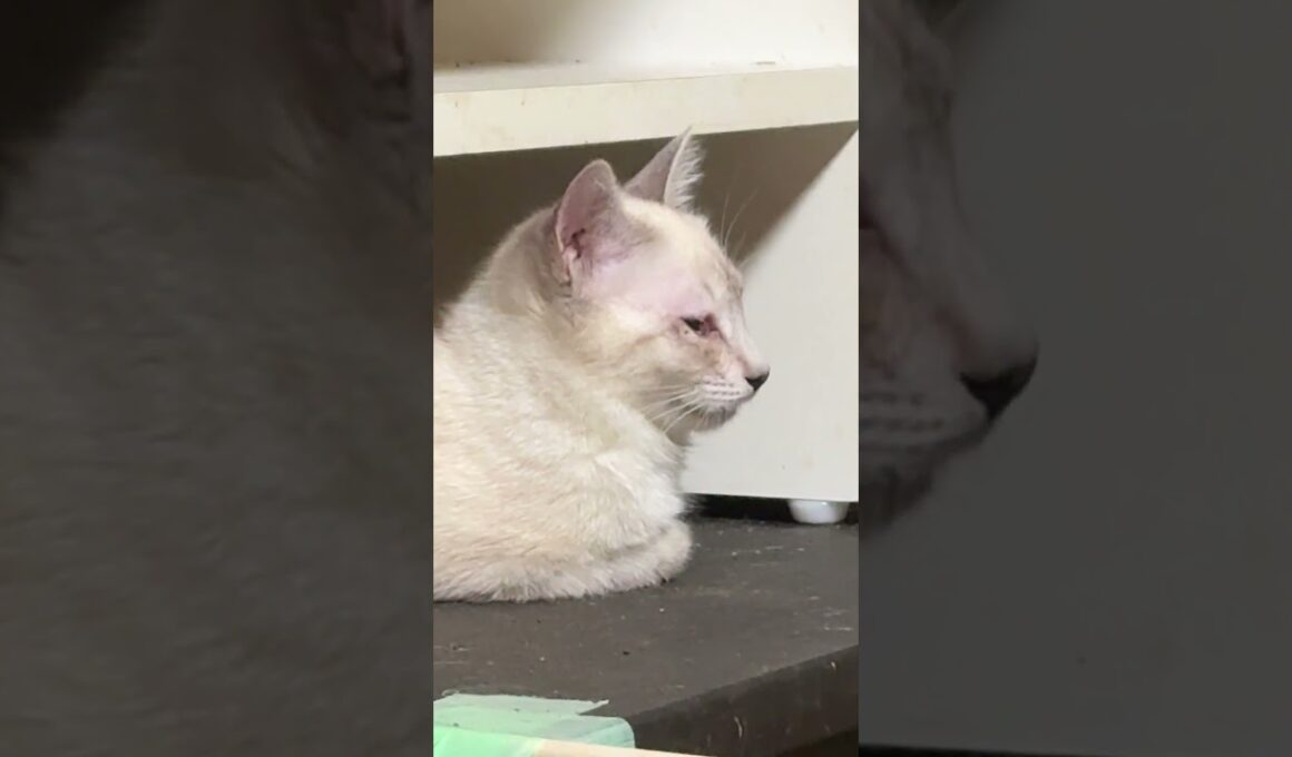 さっき、三毛猫ミックスに怒られた新入りシャムの子ねこパンダ「キジシロのルル、妹の雫は、怒ったりしないけど」早く、仲良くなってね。と願うウp主