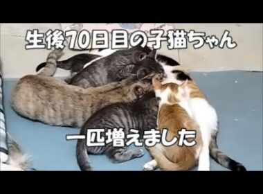 【生後70日目】子猫ちゃんが一匹増えました