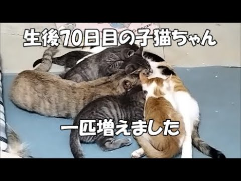 【生後70日目】子猫ちゃんが一匹増えました