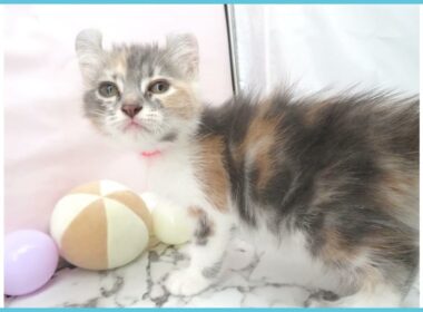 ペットショップcoo&riku No.00726219 アメリカンカール