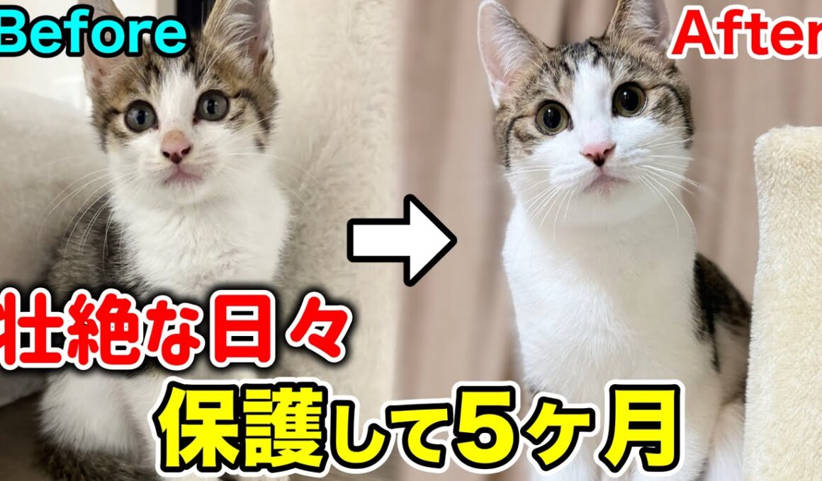 襲われてた子猫を保護して５ヶ月間の壮絶すぎる日々の記録