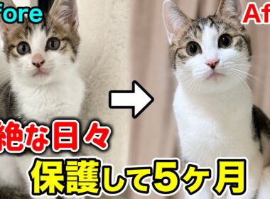 襲われてた子猫を保護して５ヶ月間の壮絶すぎる日々の記録