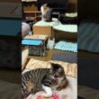 キジシロのルル、シャムの子ねこパンダを気づかったのか、目の前で、ネコジャラシでアピール。黒猫の黒夢、シャムの雫も、一緒に、アピール。早く打ち解けてね