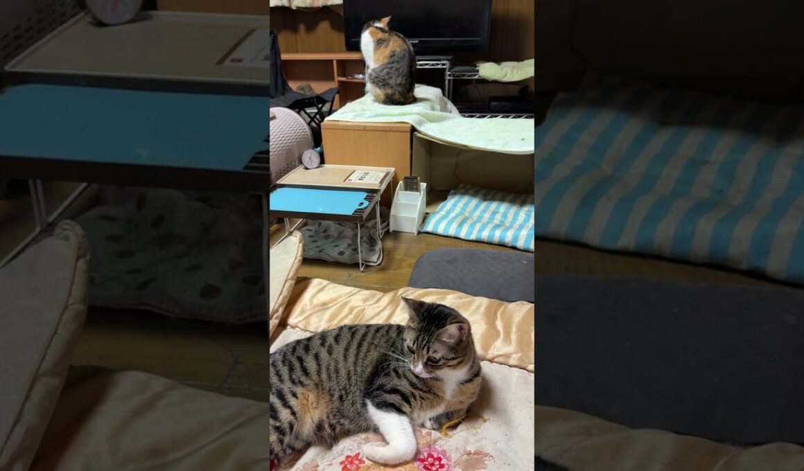 キジシロのルル、シャムの子ねこパンダを気づかったのか、目の前で、ネコジャラシでアピール。黒猫の黒夢、シャムの雫も、一緒に、アピール。早く打ち解けてね