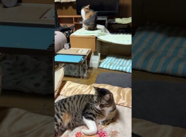 キジシロのルル、シャムの子ねこパンダを気づかったのか、目の前で、ネコジャラシでアピール。黒猫の黒夢、シャムの雫も、一緒に、アピール。早く打ち解けてね