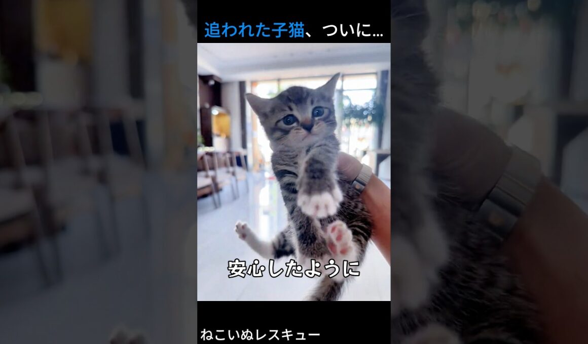 この子猫、なぜ追われているの…？